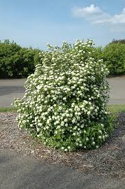 Downy Arrowood Viburnum : 3 Gallon