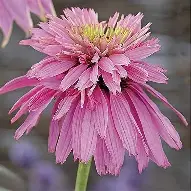 Paradiso Super Duper Coneflower : 1 Gallon