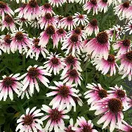 Pretty Parasols Coneflower : 1 Gallon