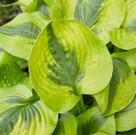 Summer Lovin' Hosta : 1 Gallon
