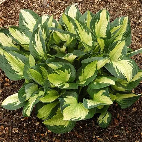 Whirlwind Hosta : 1 Gallon