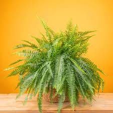 Boston Fern Hanging Basket : 10 Inch Pot