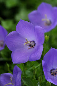 Rapido Blue Bellflower : 1 Gallon