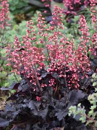 Timeless Night Coral Bells : 1 Gallon