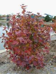 Red Wing Viburnum : 5 Gallon