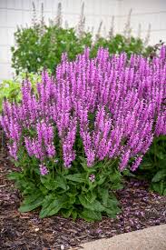 Back to the Fuchsia Salvia : 1 Gallon