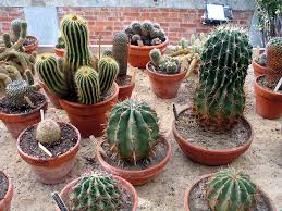 Cactus - Assorted : 4 Inch Pot