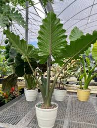 Elephant Ear 'Upright' : 12 Inch Pot