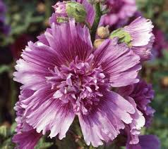 Queeny Purple Hollyhock : 1 Gallon