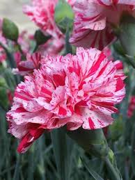 Pinball Wizard Dianthus : 1 Gallon