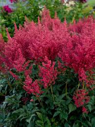 Montgomery Astilbe : 1 Gallon