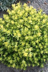 Sweet and Sour Sedum : 1 Gallon