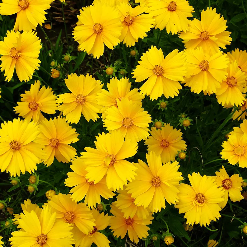 Lanceleaf TickSeed : 1 Gallon