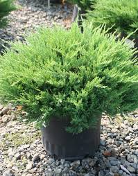 Youngstown Andorra Juniper : 5 Gallon