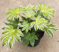 Fatsia Variegated : 6 Inch Pot