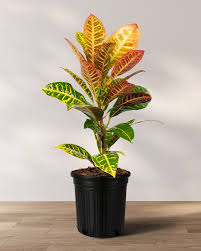 Croton Petra : 6 Inch Pot