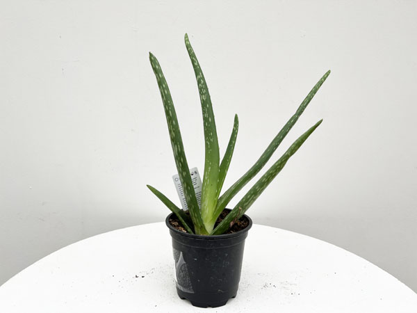 Aloe Vera : 6 Inch Pot