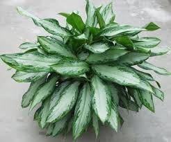 Chinese Evergreen 'Emerald Bay' : 10 Inch Pot