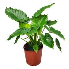 Dwarf Elephant Ear : 10 Inch Pot