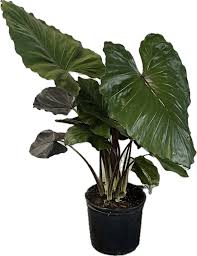 Elephant Ear 'Metallica' : 12 Inch Pot
