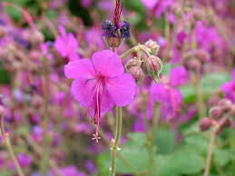 Bevan's Variety Geranium : 1 Gallon