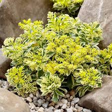 Sedum Atlantis : 1 Gallon