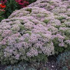Rock 'N Round Pure Joy Sedum ® : 1 Gallon