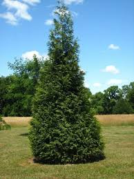Spring Grove Western Arborvitae ® : 5 Foot