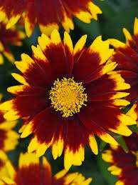 UpTick Red TickSeed : 1 Gallon