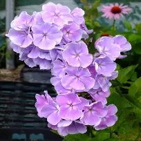 Franz Schubert Phlox : 1 Gallon