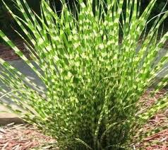 Little Zebra Grass : 1 Gallon
