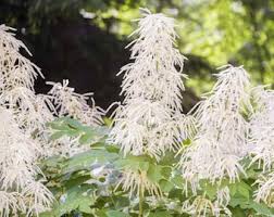 Noble Spirits Goat's Beard : 1 Gallon
