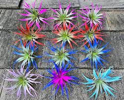 Air Plants : Color Enhanced