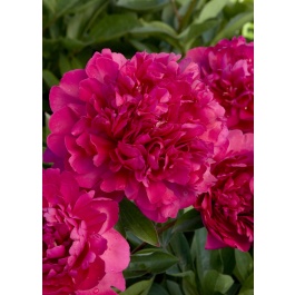 Paul M Wild Peony : 3 Gallon