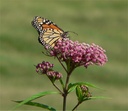 Swamp Milkweed : 1 Gallon