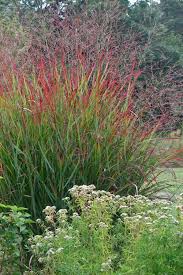 Rotstrahlbush Red Switch Grass : 1 Gallon