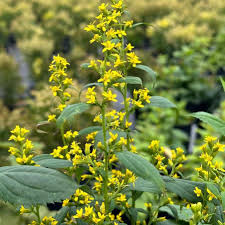 Zig Zag Goldenrod : 1 Gallon