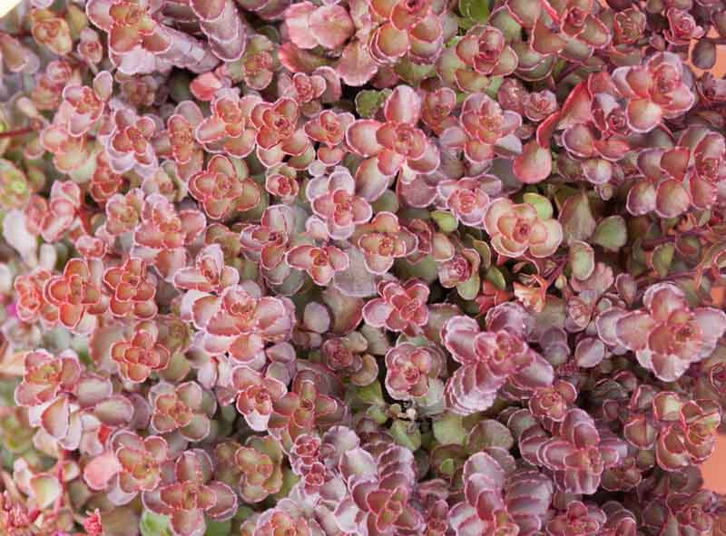 Voodoo Stonecrop Sedum : Cell