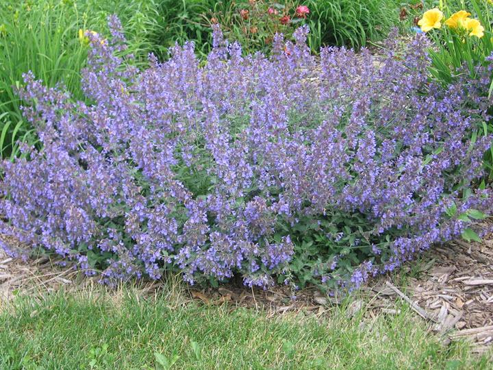 Walker's Low Catmint : 1 Gallon