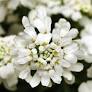 Whiteout Candytuft : 1 Gallon