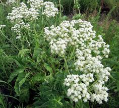 Wild Quinine : 1 Gallon