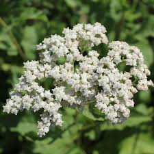 Wild Quinine : 2 Gallon