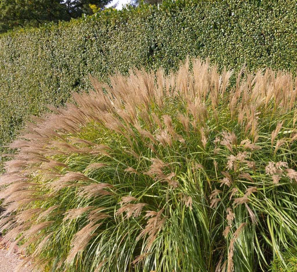 Adagio Maiden Grass : 3 Gallon