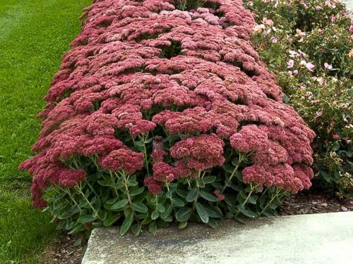 Autumn Joy Sedum : 1 Gallon