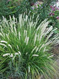 Autumn Moor Grass : 1 Gallon