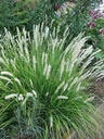 Autumn Moor Grass : 3 Gallon
