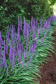 Big Blue Liriope : 1 Gallon