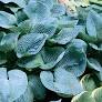 Big Daddy Hosta : 1 Gallon