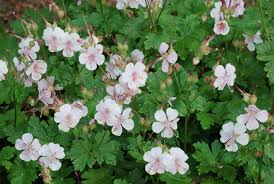 Biokovo Geranium : 1 Gallon