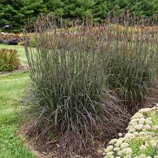 Blackhawks Big Bluestem Grass : 1 Gallon
